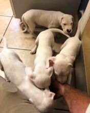 Dogo Argentino Puppies for re homing