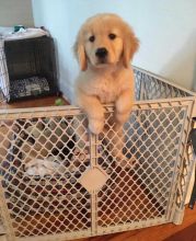 Golden Retriever pups for adoption