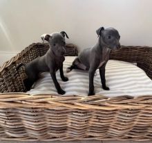 Italian Greyhound Puppies available to go now