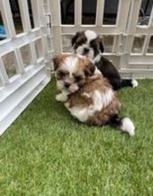 Shih Tzu puppies available for adoption