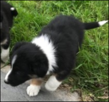 Border Collie Puppies for adoption Image eClassifieds4U