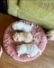 MaltiPoo Puppies for adoption 😍🐶 Image eClassifieds4U