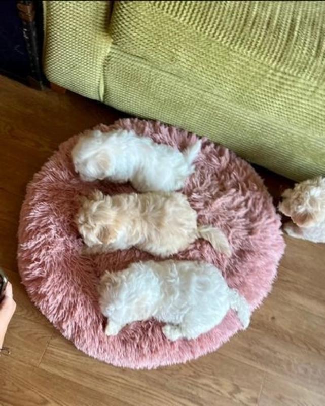 MaltiPoo Puppies for adoption 😍🐶 Image eClassifieds4u