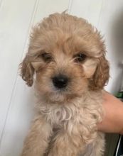 Cavapoo Puppies for adoption