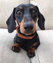 Dachshund puppies available in good health condition for new homes