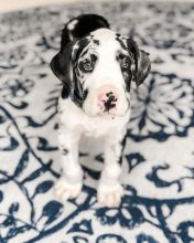 great dane puppies for adoption