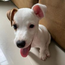 Jack Russell puppies available in good health condition for new homes