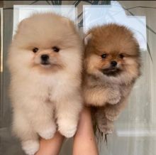 Pomeranian puppies available in good health condition for new homes (EMAIL: ricecarrut@gmail.com