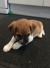 Puggle Puppies for adoption
