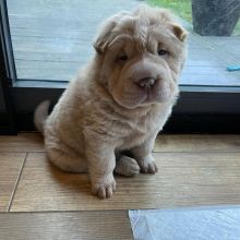 Shar Pei Puppies for re homing