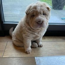 Shar Pei Puppies ( Shar Pei )ready to go