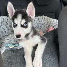Siberian husky puppies, male and female for adoption