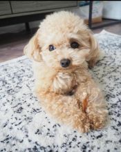 Toy poodle puppies available in good health condition for new homes