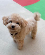 Toy poodle puppies available in good health condition for new homes