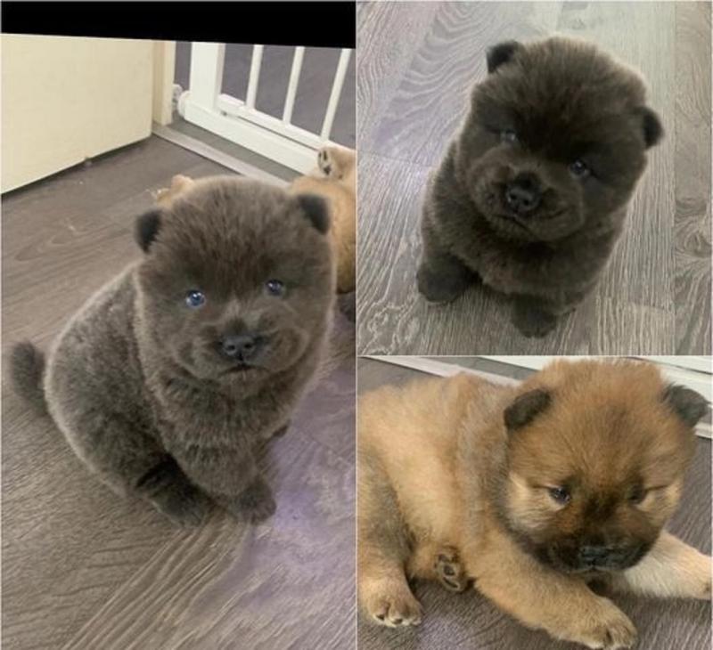 local puppies Chow Chow Pups on set Image eClassifieds4u