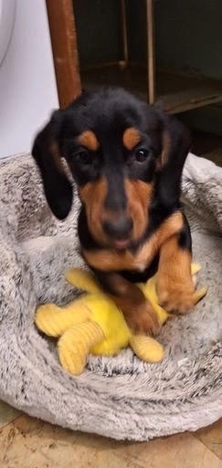 Dachshund Puppies for adoption Image eClassifieds4u