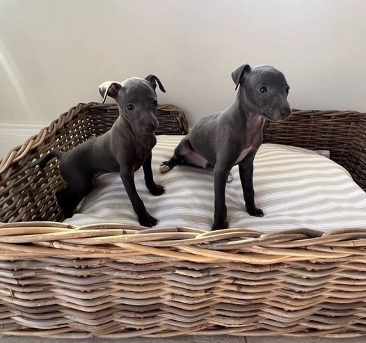 Italian Greyhound Puppies available Image eClassifieds4u