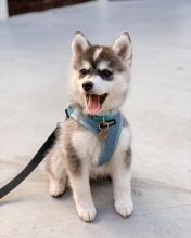 Pomsky male and female puppies for adoption Image eClassifieds4U