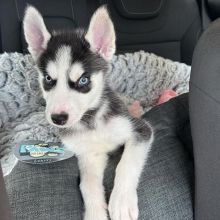 Siberian husky puppies, male and female for adoption Image eClassifieds4U