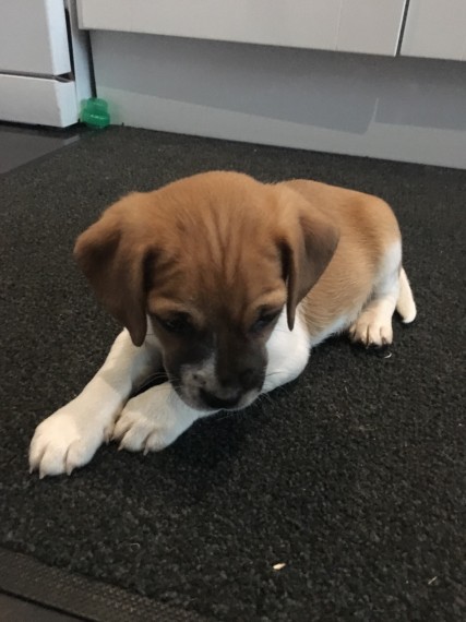 Puggle Puppies for adoption fast replies via email Image eClassifieds4u