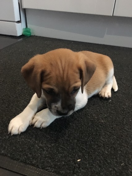 Puggle Puppies for adoption Image eClassifieds4u