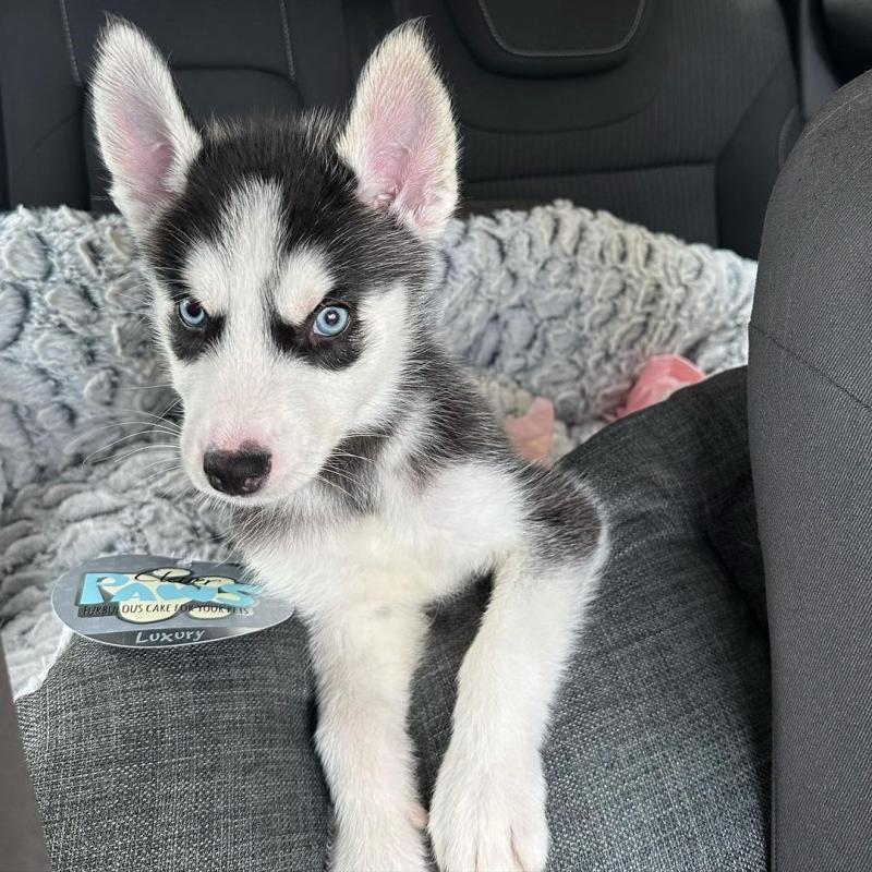 Siberian Husky puppies available in good health condition for new homes EMAIL: fordellis2@gmail.com Image eClassifieds4u
