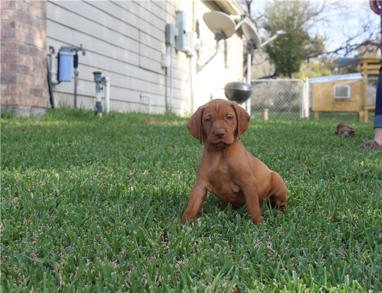Vizsla babies available for PICKUPS Image eClassifieds4u