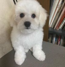 Bichon Frise puppies for good re homing to interested homes.