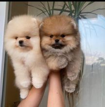 Pomeranian puppies available in good health condition for new homes