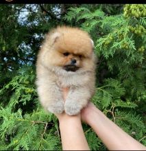 Pomeranian puppies available in good health condition for new homes