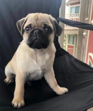 Pug puppies available in good health condition for new homes