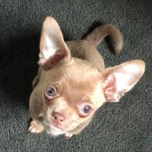 Chihuahua Puppies Available for adoption Image eClassifieds4u 1