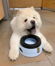 Chow Chow Image eClassifieds4u 2