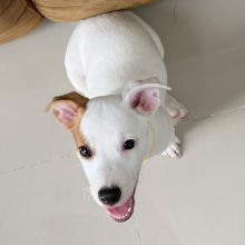 Jack Russell puppies available in good health condition for new homes Image eClassifieds4u 1