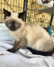 Adorable Siamese Kittens Male And Female