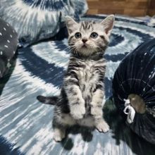 American Shorthair Kittens Available For Loving Homes