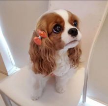 Cavalier King Charles Puppies for adoption