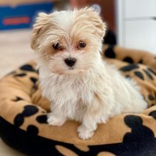 Havanese puppies available in good health condition for new homes