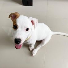 Jack Russell puppies available in good health condition for new homes