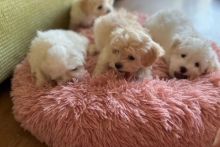 Maltipoo Puppies Available for re homing