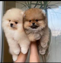 Pomeranian puppies available in good health condition for new homes