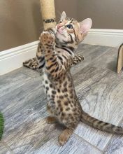 Purebred Bengal Kittens Male and Female Available