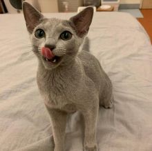 Purebred Russian Blue Kittens - Ready For Their New Homes