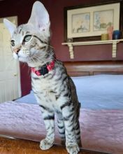 Ready Now! Tica Registered Top Quality Savannah Kittens