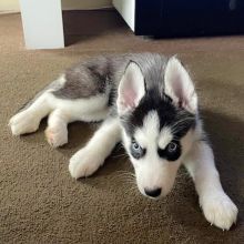 Siberian Husky puppies available in good health condition for new homes