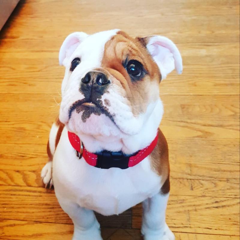 English bull dog puppies for good re homing to interested homes. Image eClassifieds4u