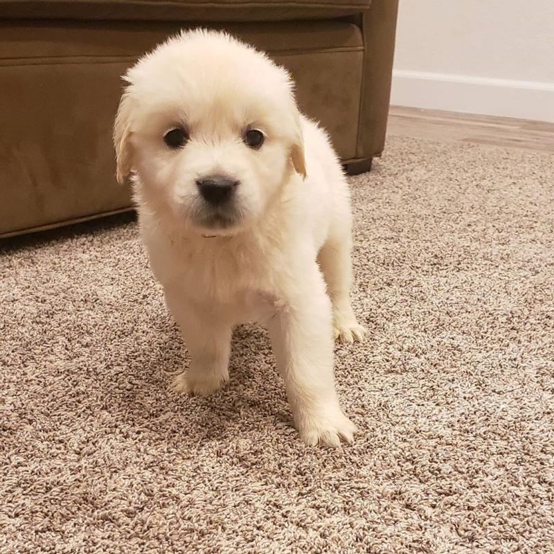 Golden Retriever puppies available in good health condition EMAIL: ricecarrut@gmail.com Image eClassifieds4u