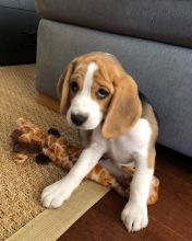 Beagle puppies ready for their new homes EMAIL: ricecarrut@gmail.com Image eClassifieds4u 1