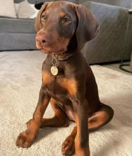 Doberman Pinscher Puppies Available For Good Homes Image eClassifieds4U