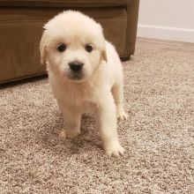 Golden Retriever puppies available in good health condition EMAIL: ricecarrut@gmail.com Image eClassifieds4U